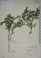 藏品(生根卷柏)的圖片