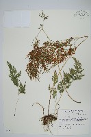 藏品(日本金粉蕨)的圖片