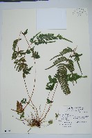 藏品(天草鳳尾蕨)的圖片