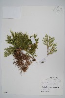 藏品(萬年松)的圖片