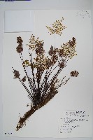 藏品(長柄粉背蕨)的圖片