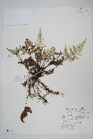 藏品(深山粉背蕨)的圖片