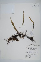 藏品(擬烏蘇里瓦葦)的圖片