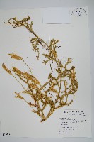 藏品(石松)的圖片