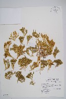 藏品(玉山石松)的圖片