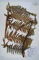 藏品(生芽狗脊蕨、頂芽狗脊蕨)的圖片