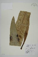 藏品(山蘇花)的圖片