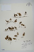 藏品(華東膜蕨)的圖片