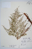 藏品(台灣小膜蓋蕨)的圖片