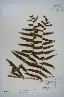 藏品(菜蕨)的圖片