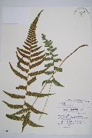 藏品(東洋蹄蓋蕨)的圖片