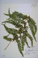 藏品(粗毛鱗蓋蕨)的圖片