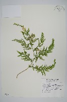 藏品(異葉卷柏)的圖片