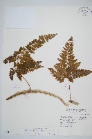 藏品(圓蓋陰石蕨)的圖片