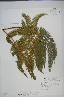 藏品(有刺鳳尾蕨)的圖片