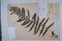 藏品(斜葉金星蕨)的圖片