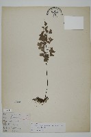 藏品(鐵線蕨)的圖片