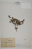 藏品(鐵線蕨)的圖片