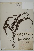 藏品(鞭葉鐵線蕨)的圖片