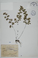 藏品(鐵線蕨)的圖片