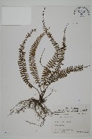 藏品(鞭葉鐵線蕨)的圖片