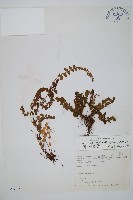 藏品(圓葉陵齒蕨)的圖片