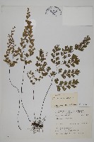 藏品(鐵線蕨)的圖片