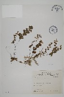 藏品(鐵線蕨)的圖片