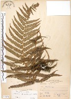 藏品(斜葉金星蕨)的圖片