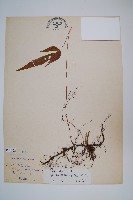 藏品(新月蕨)的圖片