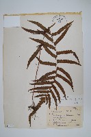 藏品(毛蕨)的圖片