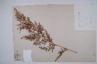 藏品(烏蕨)的圖片