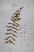 藏品(光葉凸軸蕨)的圖片