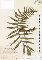 藏品(毛蕨)的圖片