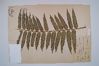 藏品(觀音座蓮)的圖片