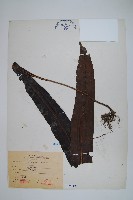 藏品(大星蕨)的圖片