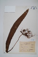 藏品(大星蕨)的圖片