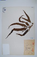 藏品(波氏星蕨)的圖片