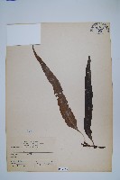 藏品(波氏星蕨)的圖片