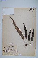 藏品(波氏星蕨)的圖片