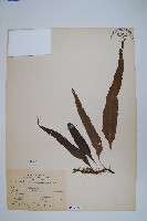 藏品(波氏星蕨)的圖片