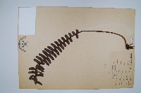 藏品(腎蕨)的圖片