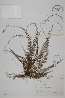 藏品(鞭葉鐵線蕨)的圖片