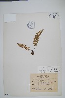 藏品(陵齒蕨、鱗始蕨)的圖片