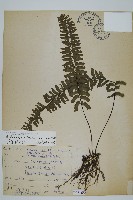 藏品(薄葉孔雀鐵角蕨、邊孢鐵角蕨)的圖片