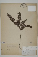 藏品(扇葉鐵線蕨)的圖片