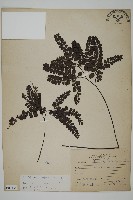 藏品(扇葉鐵線蕨)的圖片