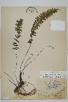 藏品(薄葉孔雀鐵角蕨、邊孢鐵角蕨)的圖片