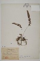 藏品(愛氏鐵線蕨)的圖片