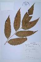 藏品(細柄雙蓋蕨)的圖片